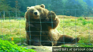 bear-wave-o.gif