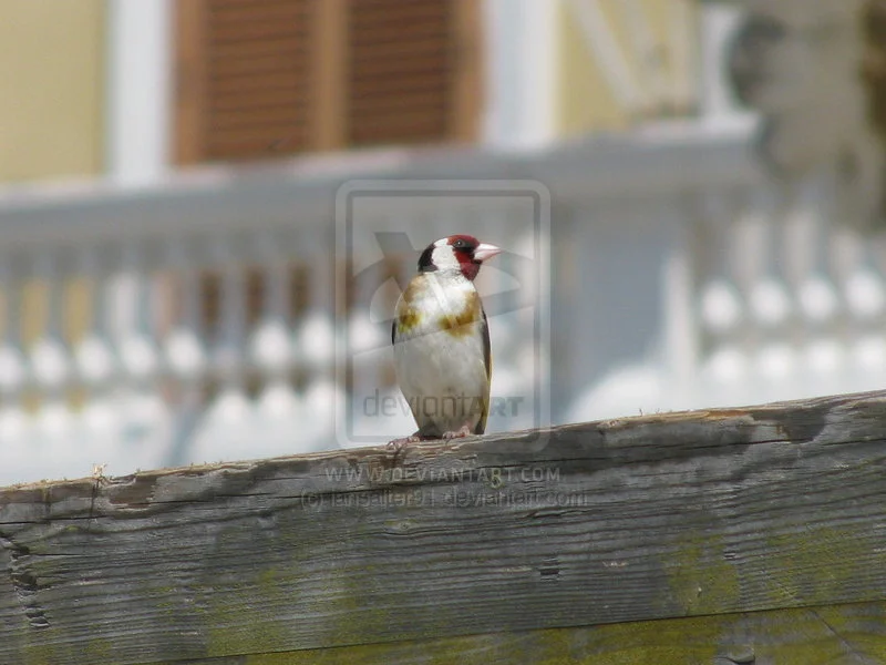 Beautiful_Bird_by_iansalter91.webp