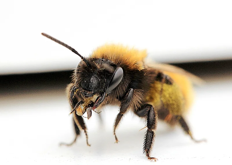 Bee_zpsqvdwe2qx.webp
