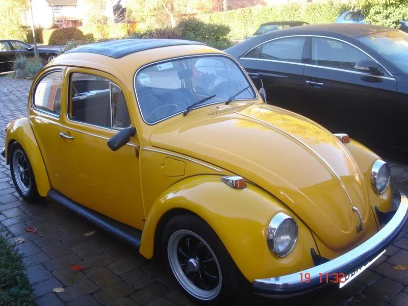 beetle4.webp