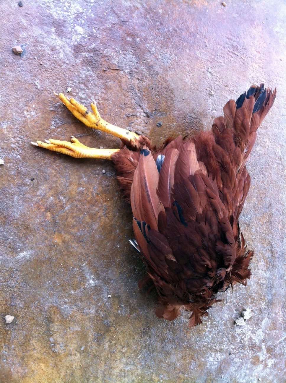 beheaded-chicken.jpg