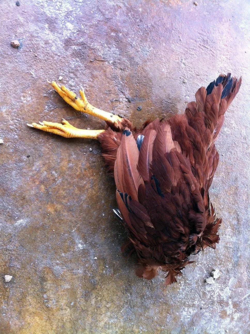 beheaded-chicken.webp