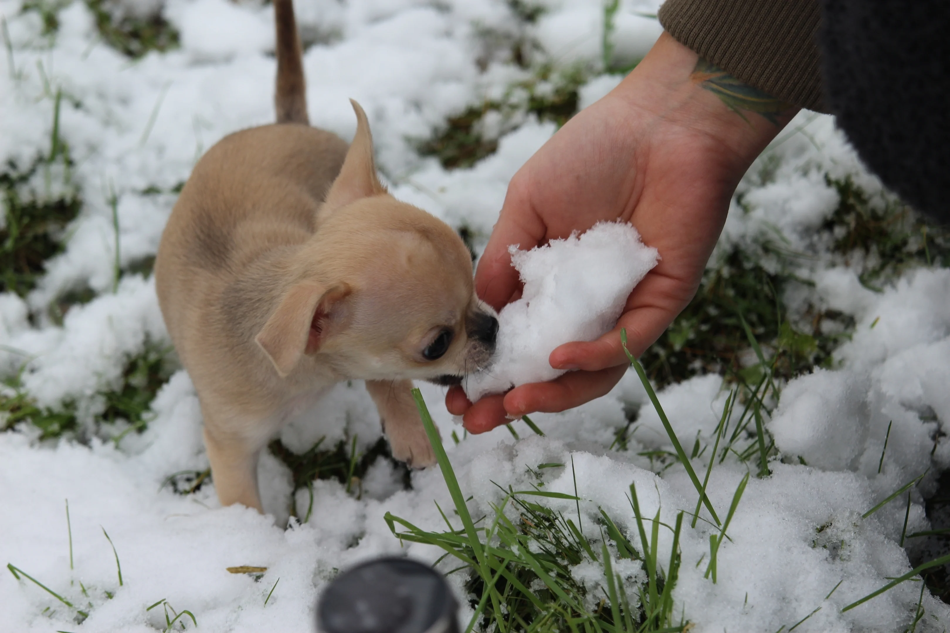 Betsy Snow.webp