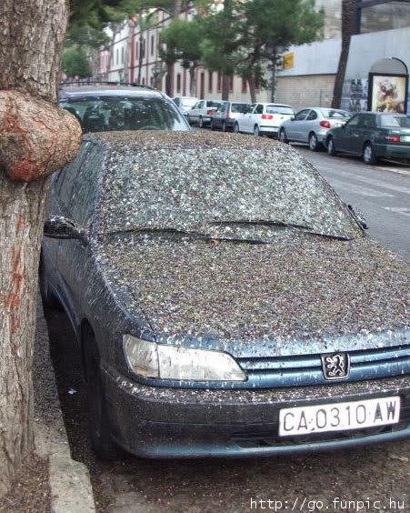 bird-destroyed-car.jpg