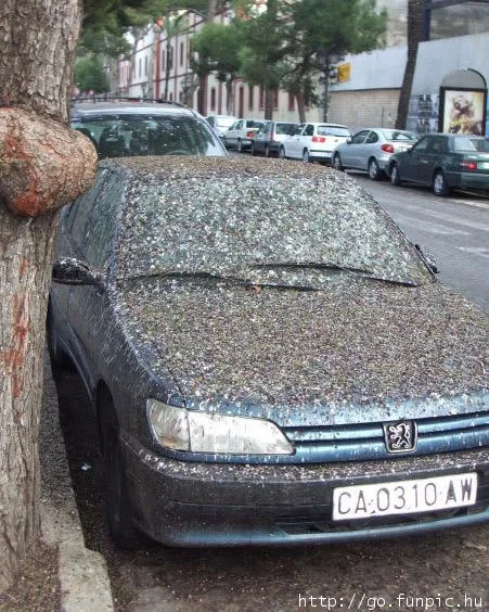 bird-destroyed-car.webp