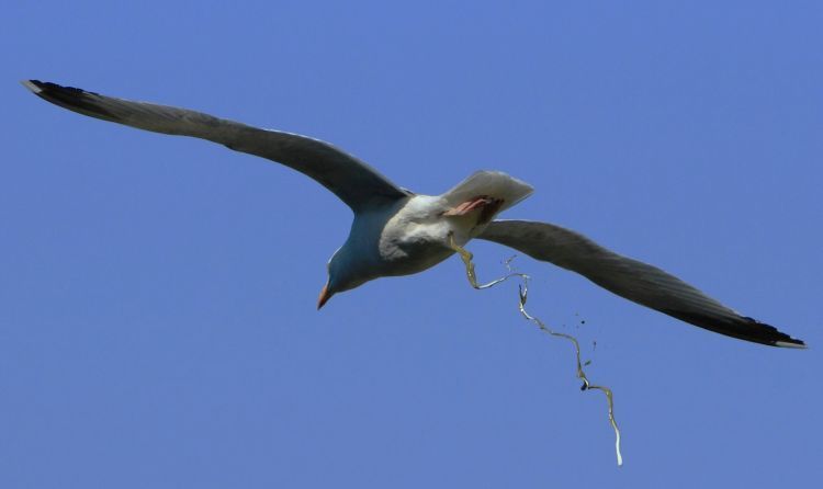 bird-pooping.jpg