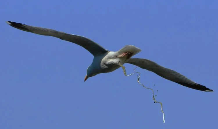 bird-pooping.webp