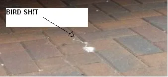bird.webp