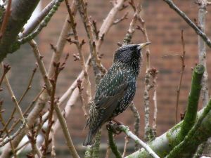 Bird_by_iansalter91.jpg