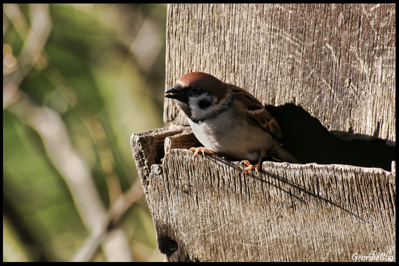 Birdfeeder.jpg