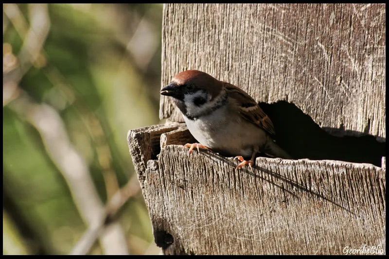 Birdfeeder.webp