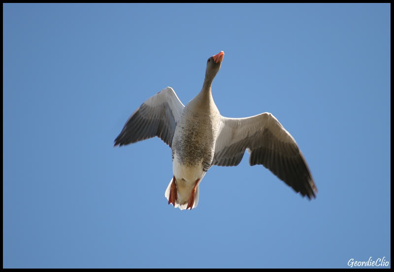 BirdinFlight-1.jpg BirdinFlight-1.jpg