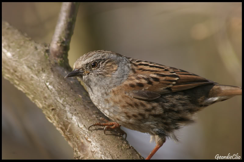 Birdonbranch.jpg Birdonbranch.jpg