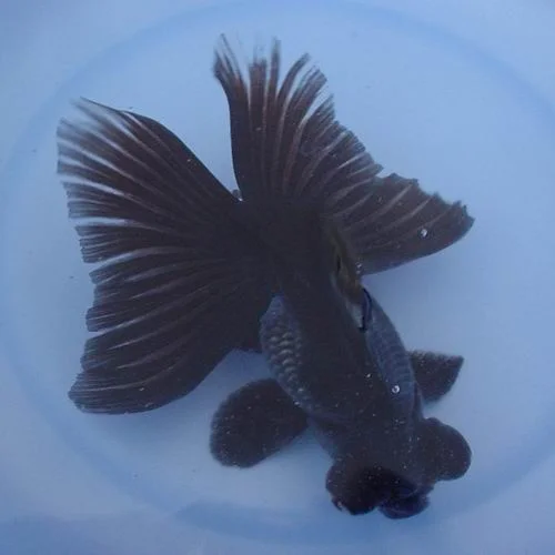 Black%20Butterfly%20MoorB.webp