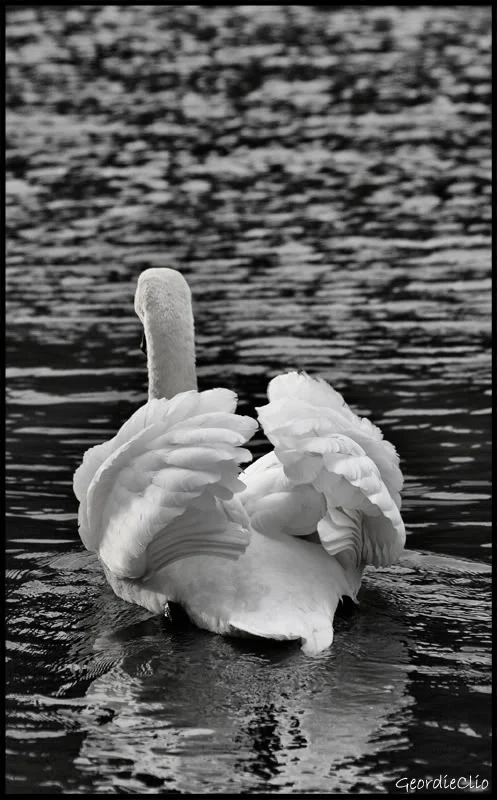 Blackandwhiteswan.webp
