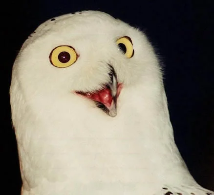 BlankSnowyOrlyOwl.webp