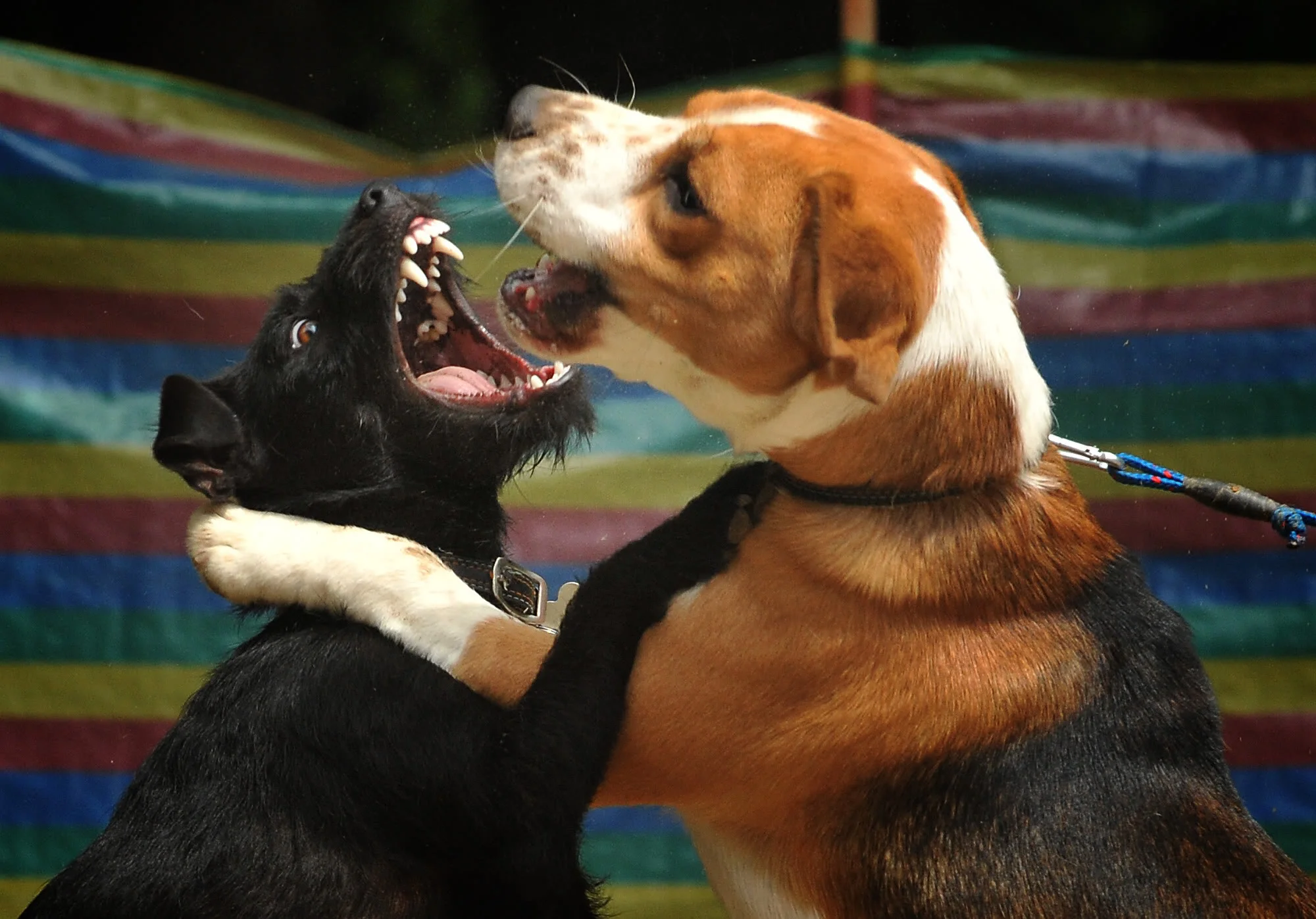 BOWCBRN-RTMC-020767.webp