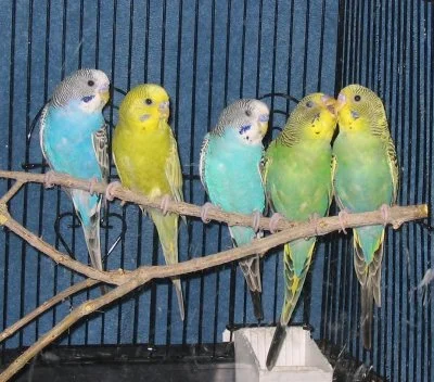 BudgieWBPk_C072.webp