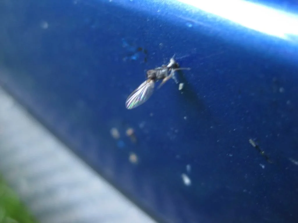 bugsplat.webp