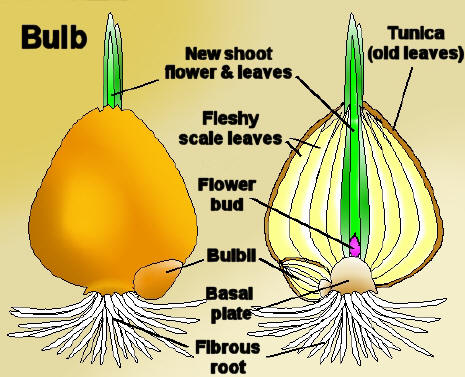 bulb_cross_section.jpg
