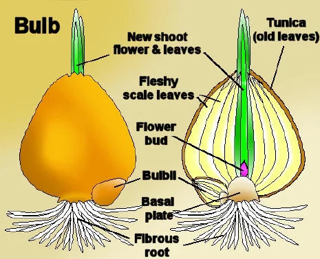 bulb_cross_section.webp
