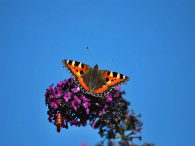 butterfly.webp