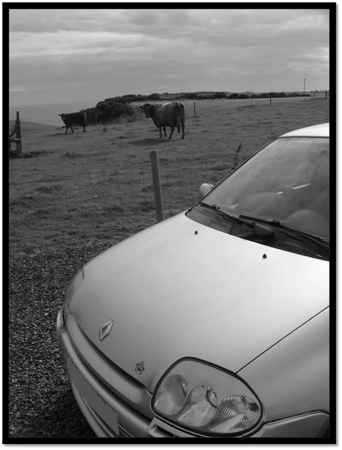 bwcow-1.webp