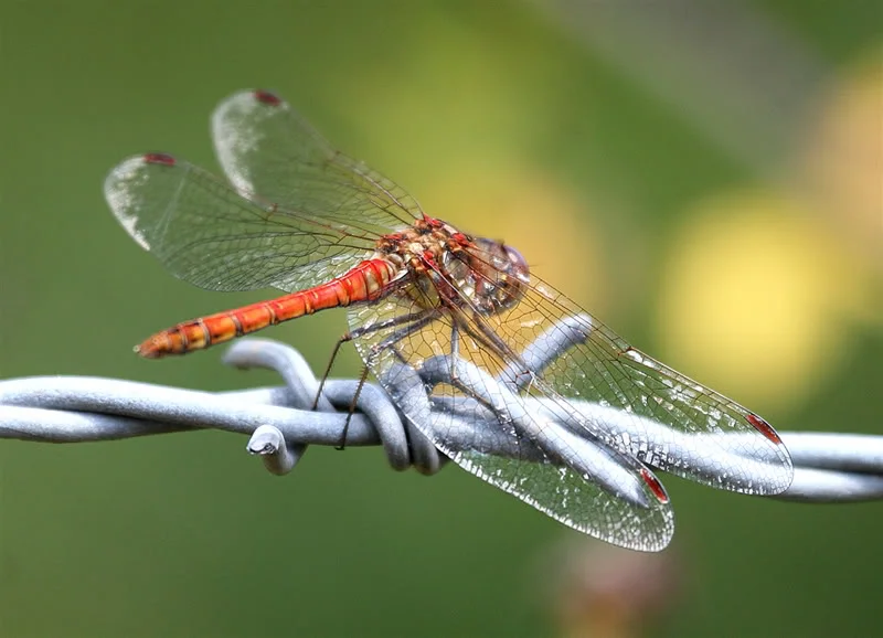 C-Darter-wooley.webp
