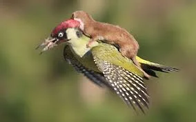 C__Data_Users_DefApps_AppData_INTERNETEXPLORER_Temp_Saved Images_images(1).webp