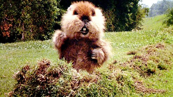 Caddyshack_gopher.webp