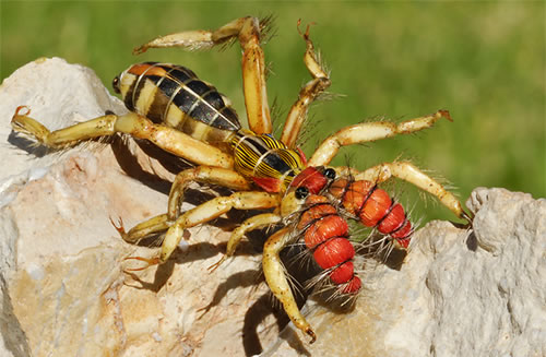 camel-spider-fly-tying.jpg