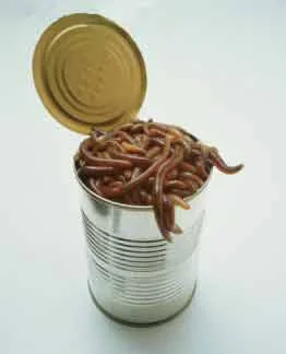 can%20of%20worms.webp