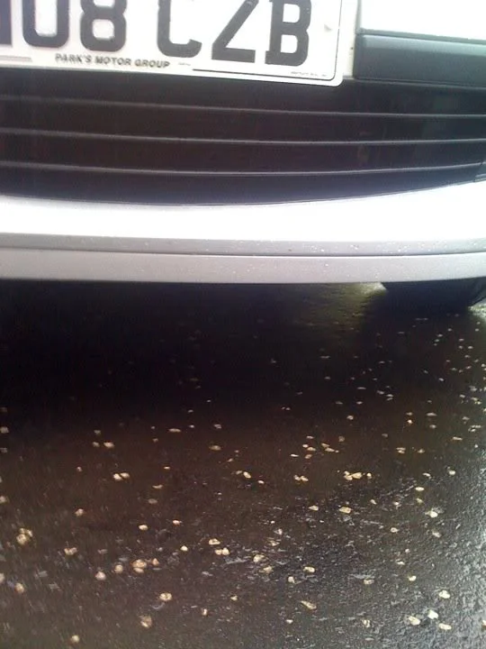 CAR6.webp