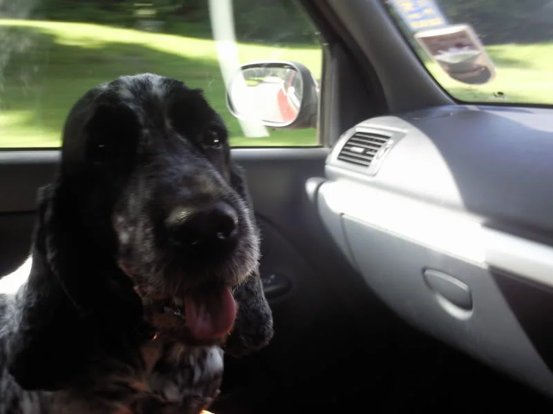 cardogs012.webp