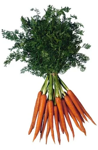 carrots_tallthin.webp