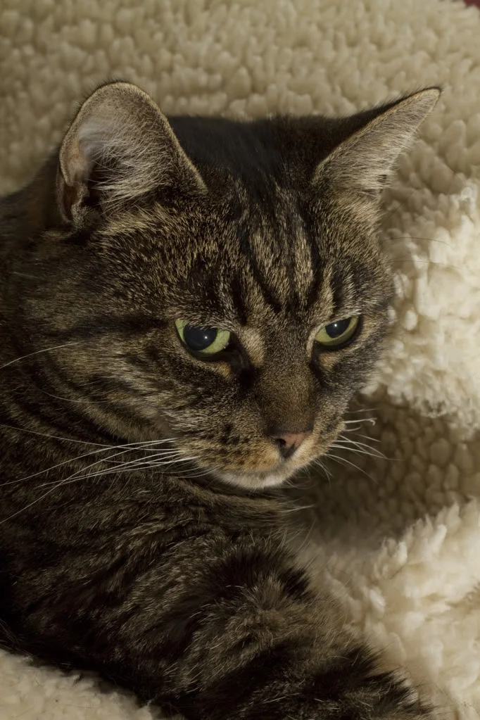 cat1.webp