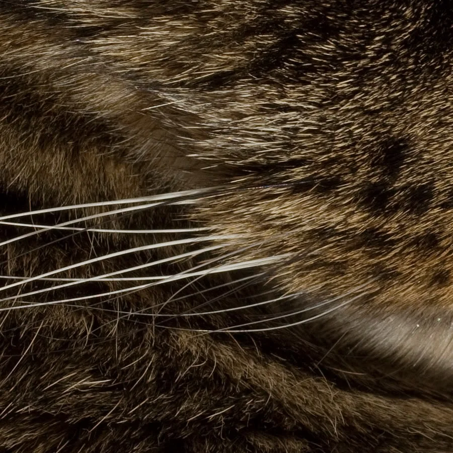 cat2.webp