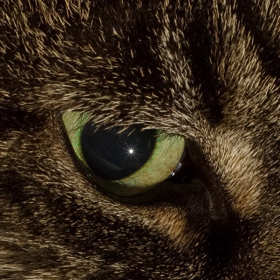 cat3.webp