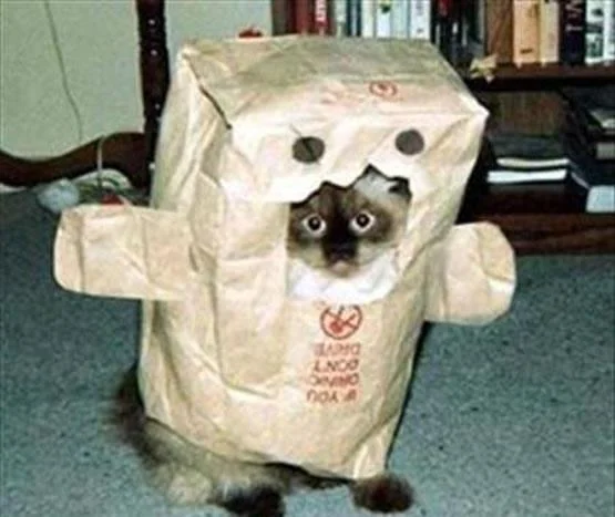 Cat_Domokun.webp