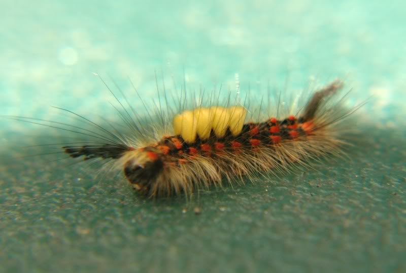 caterpillarpics007.jpg