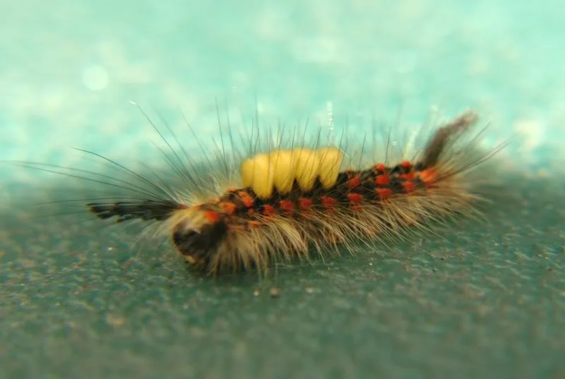 caterpillarpics007.webp