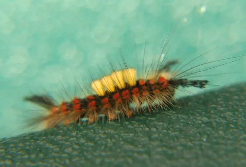 caterpillarpics010.webp