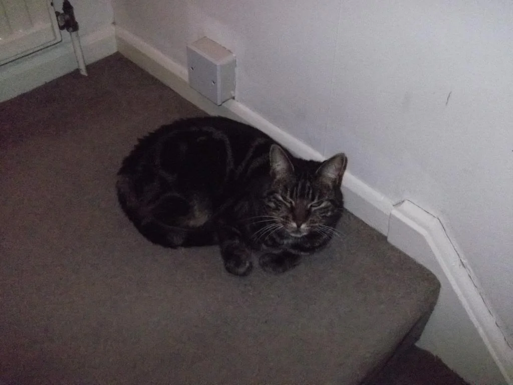 cats016_zps5b73f8b0.webp