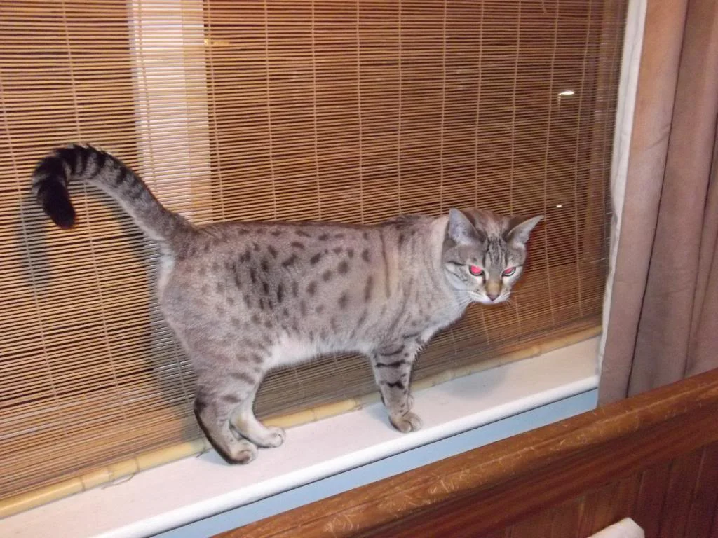 cats018_zps02e0f0f5.webp
