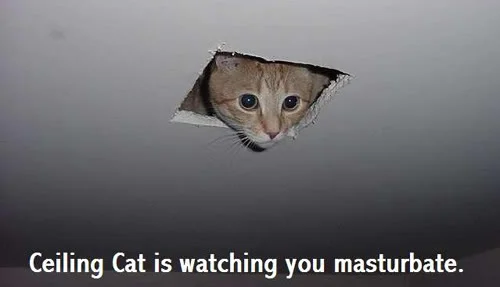 ceilingcat.webp