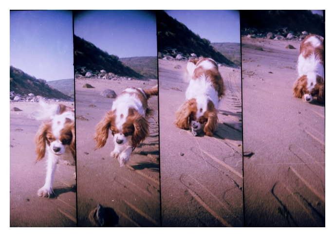 chase___by_wastemytimewithyou.jpg chase___by_wastemytimewithyou.jpg