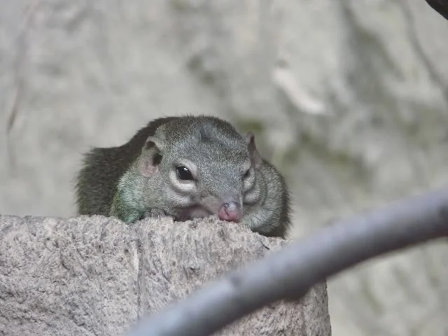 chesterzoo-may08002640x480.webp