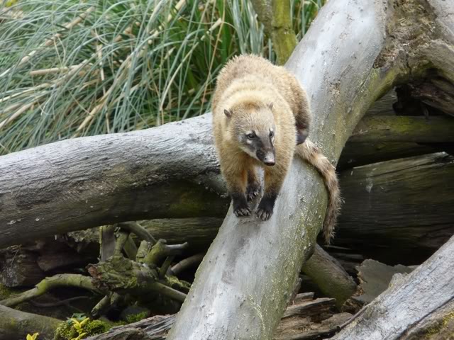 chesterzoo-may08009640x480.jpg