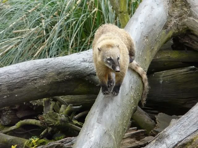 chesterzoo-may08009640x480.webp