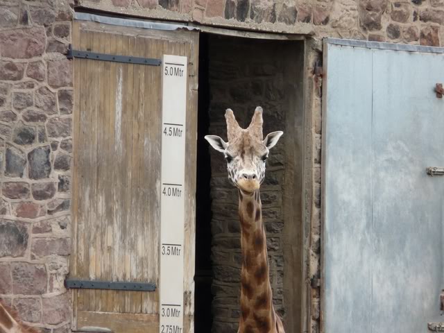 chesterzoo-may08016640x480.jpg